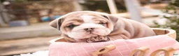 English Bulldog dogs for sale: Annaliese - Ad 2
