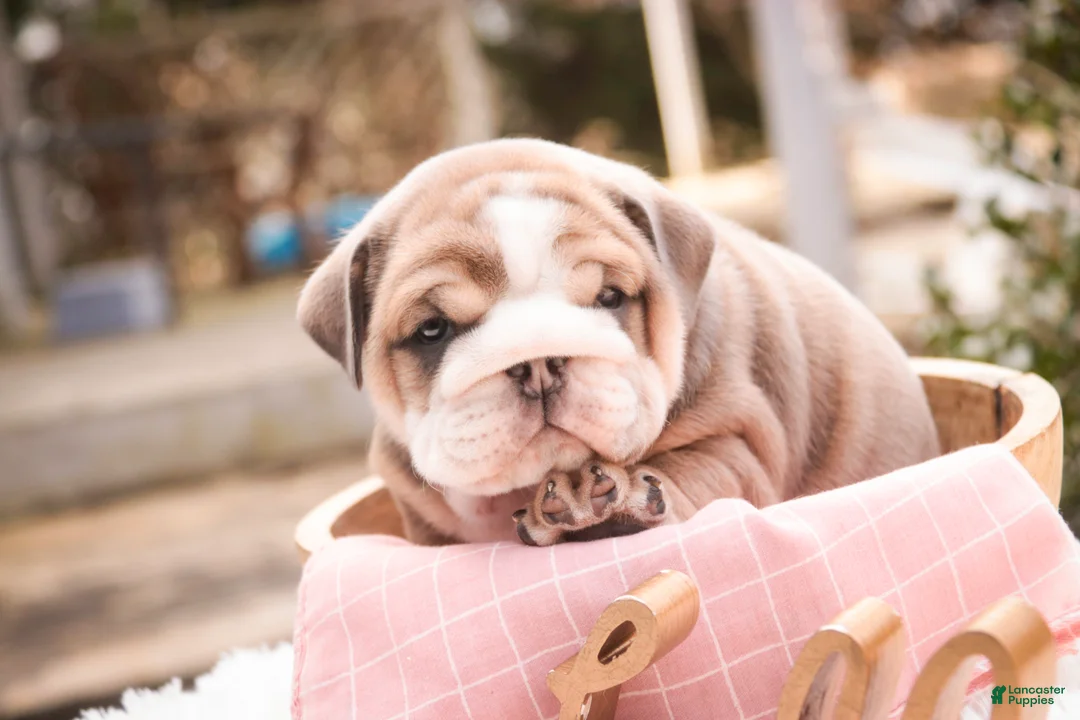 English Bulldog dogs for sale: Annaliese - Ad 2