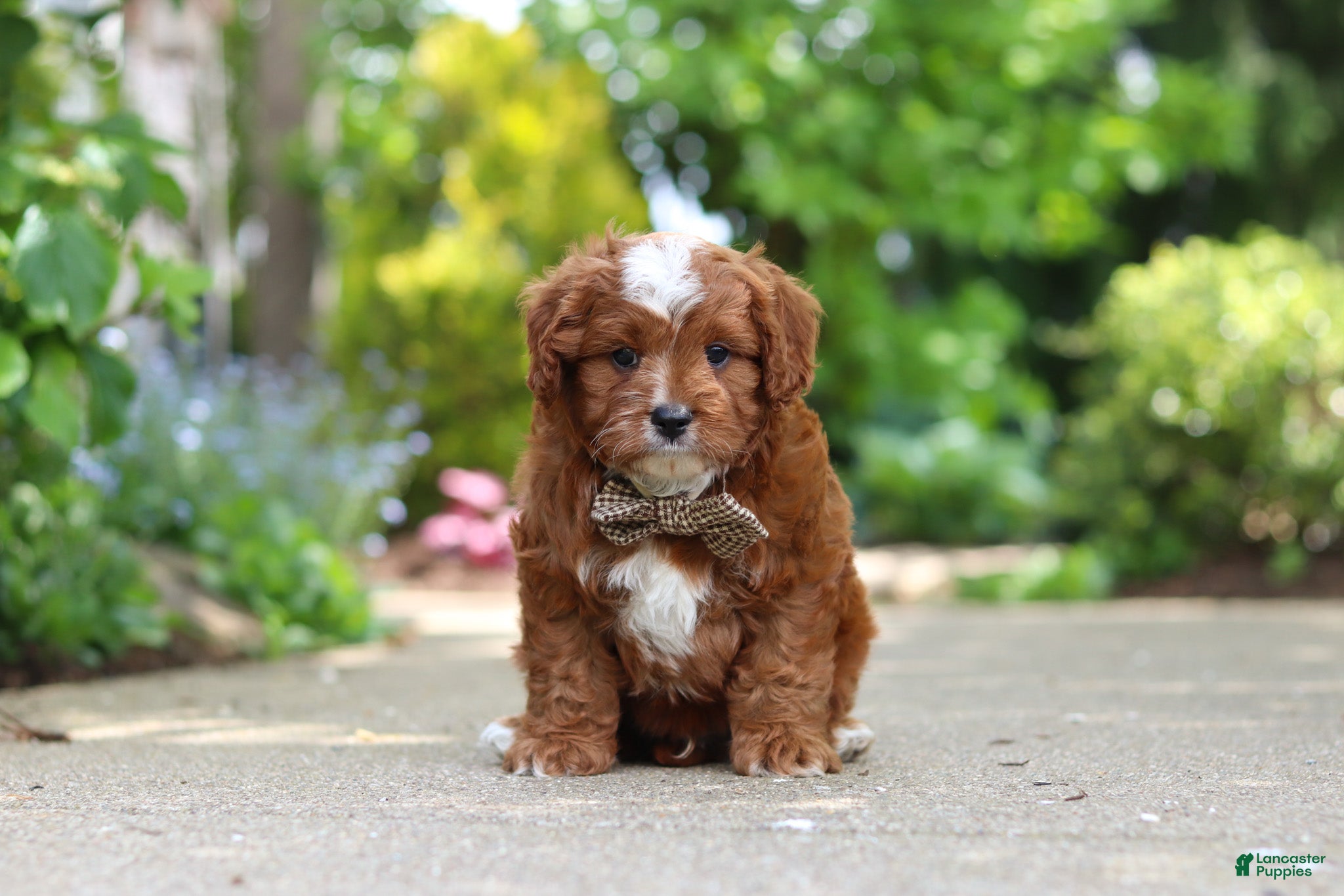 Cavapoo dogs Theo - Ad 2