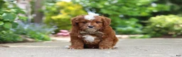 Cavapoo dogs for sale: Theo - Ad 1