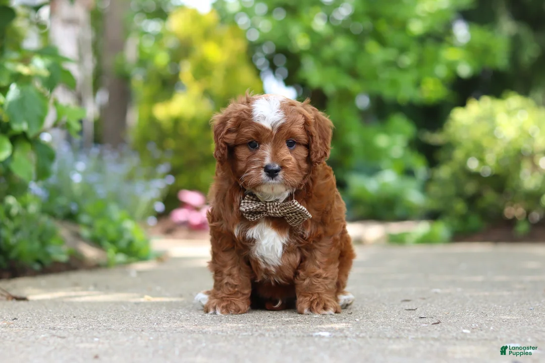 Cavapoo dogs for sale: Theo - Ad 1