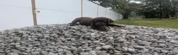 Labrador Retriever dogs for sale: Chocolate Male (Neon) - Ad 3