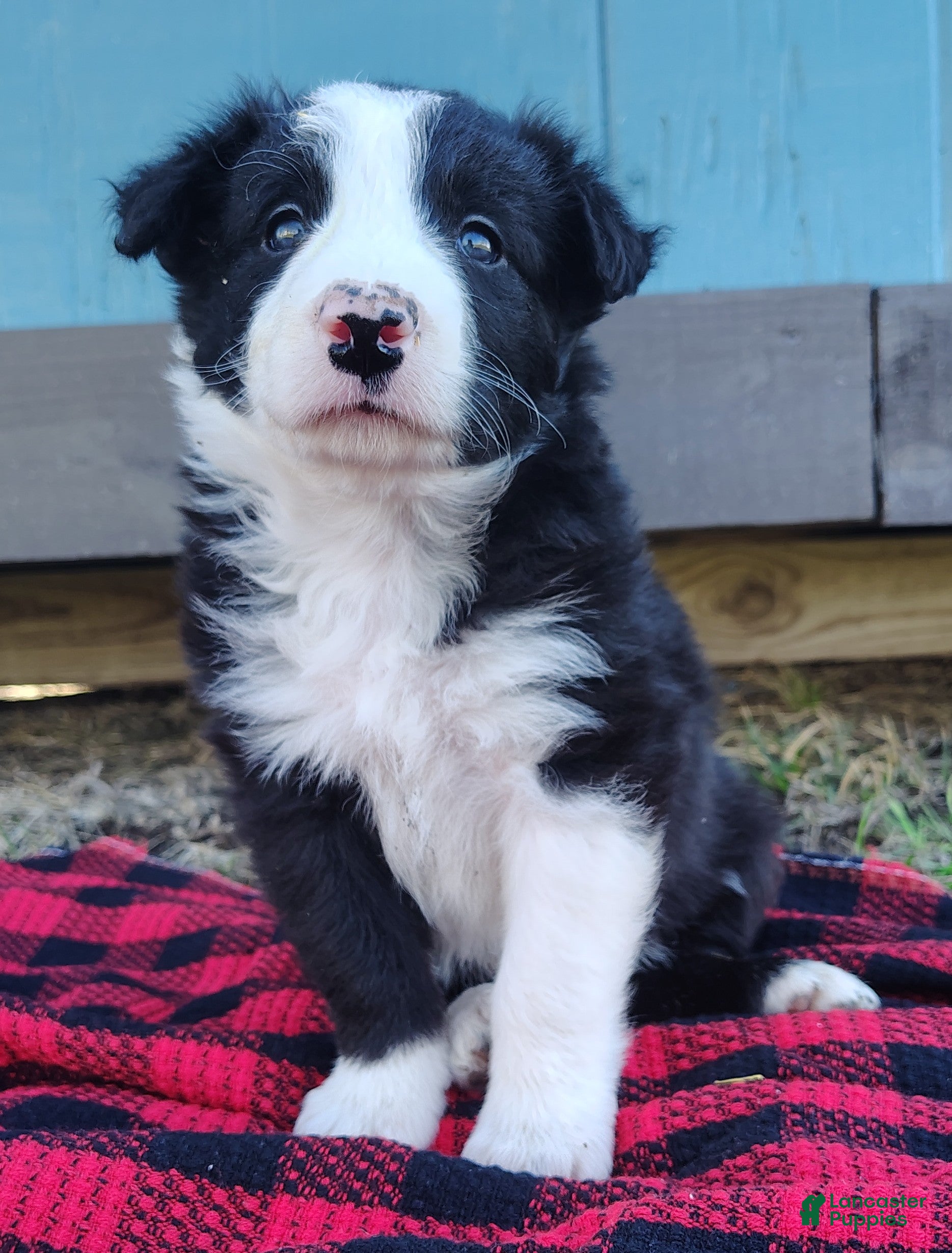 Border Collie dogs Linus - Ad 1