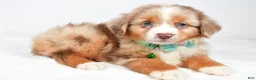 Miniature Australian Shepherd dogs for sale: Jake - Ad 3