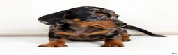 Miniature Dachshund dogs for sale: Iris - Ad 6