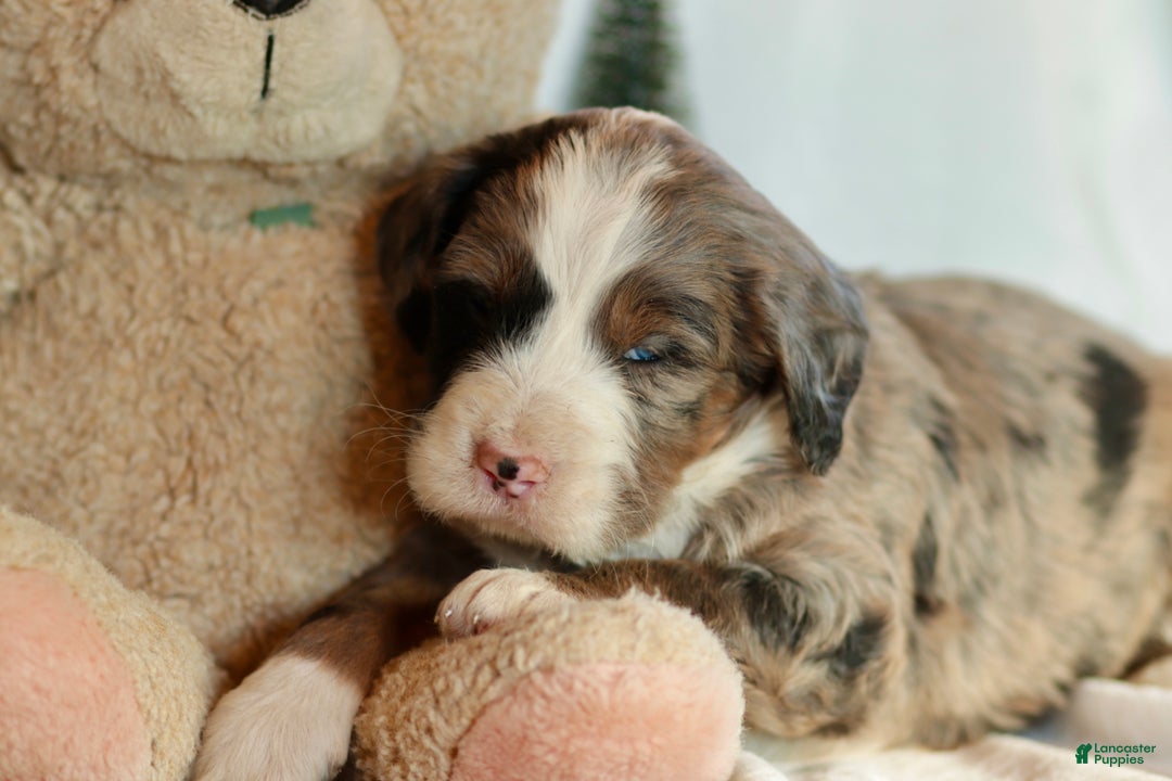 Bernedoodle dogs for sale: Doc - Ad 2