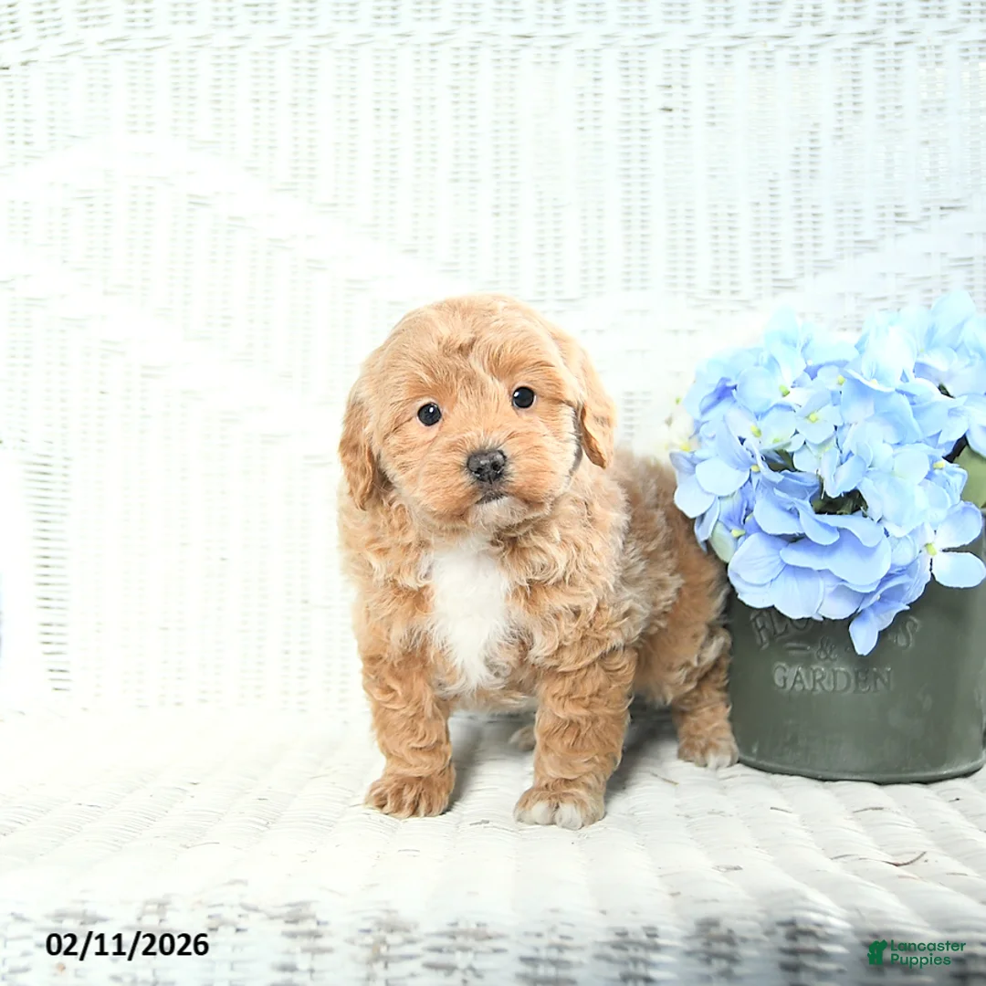 Mini Aussiedoodle dogs for sale: Teddy - Ad 4