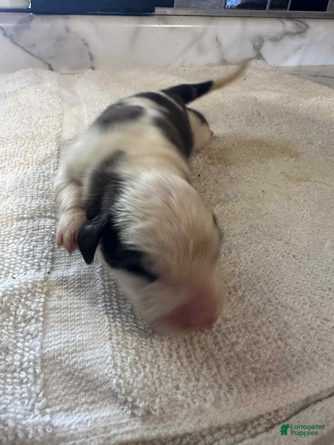 Saint Bernard dogs for sale: Puppy 3 - Ad 24