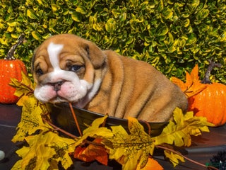 English Bulldog dogs Benny - Ad 22