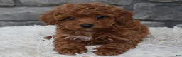 Toy Poodle dogs for sale: Cupcake  - Ad 1