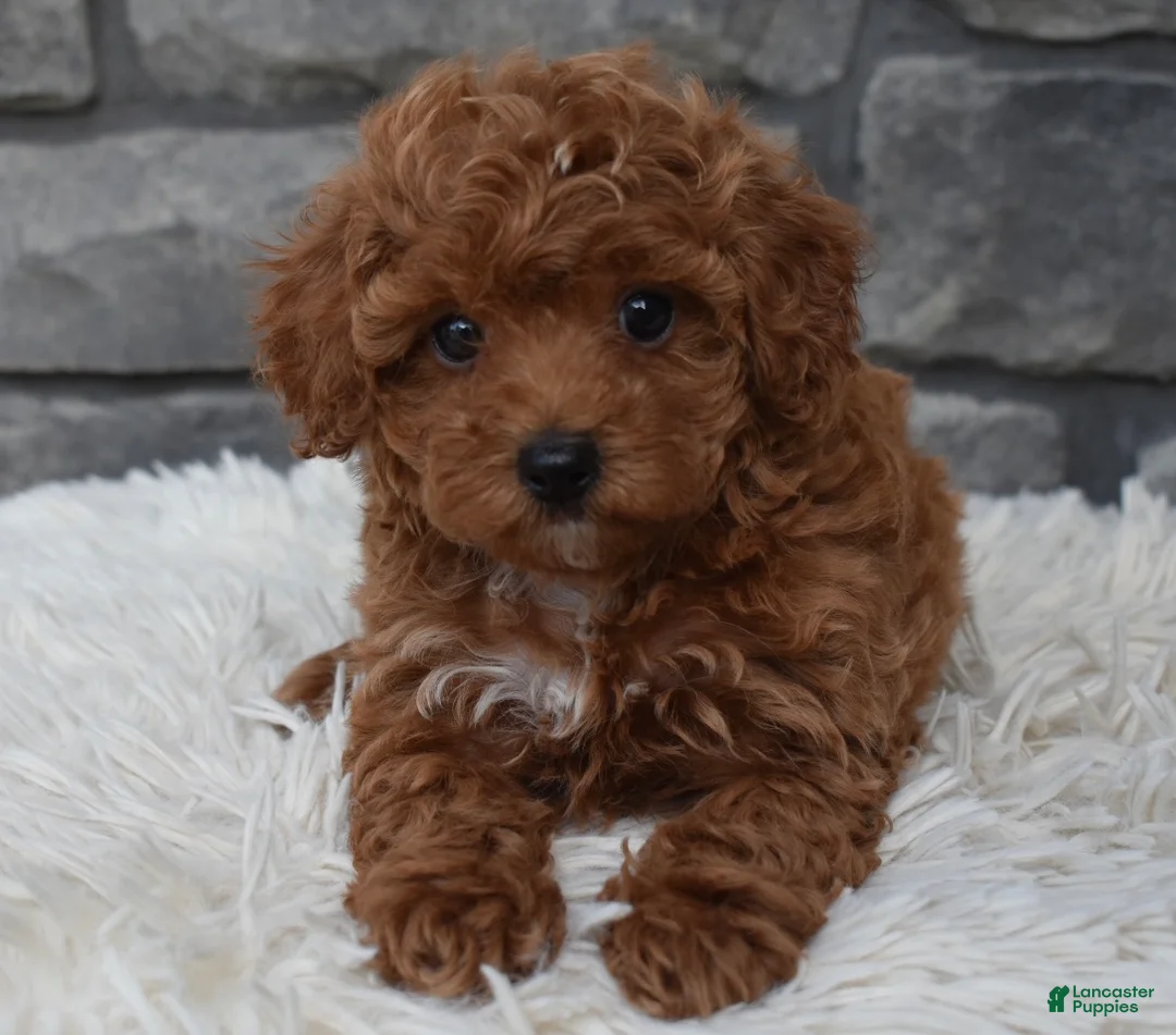 Toy Poodle dogs for sale: Cupcake  - Ad 1