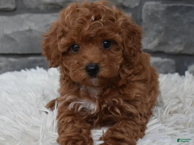 Toy Poodle dogs Cupcake - Ad 1