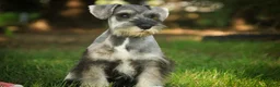 Miniature Schnauzer dogs for sale: Quest Miniature Schnauzer  - Ad 6