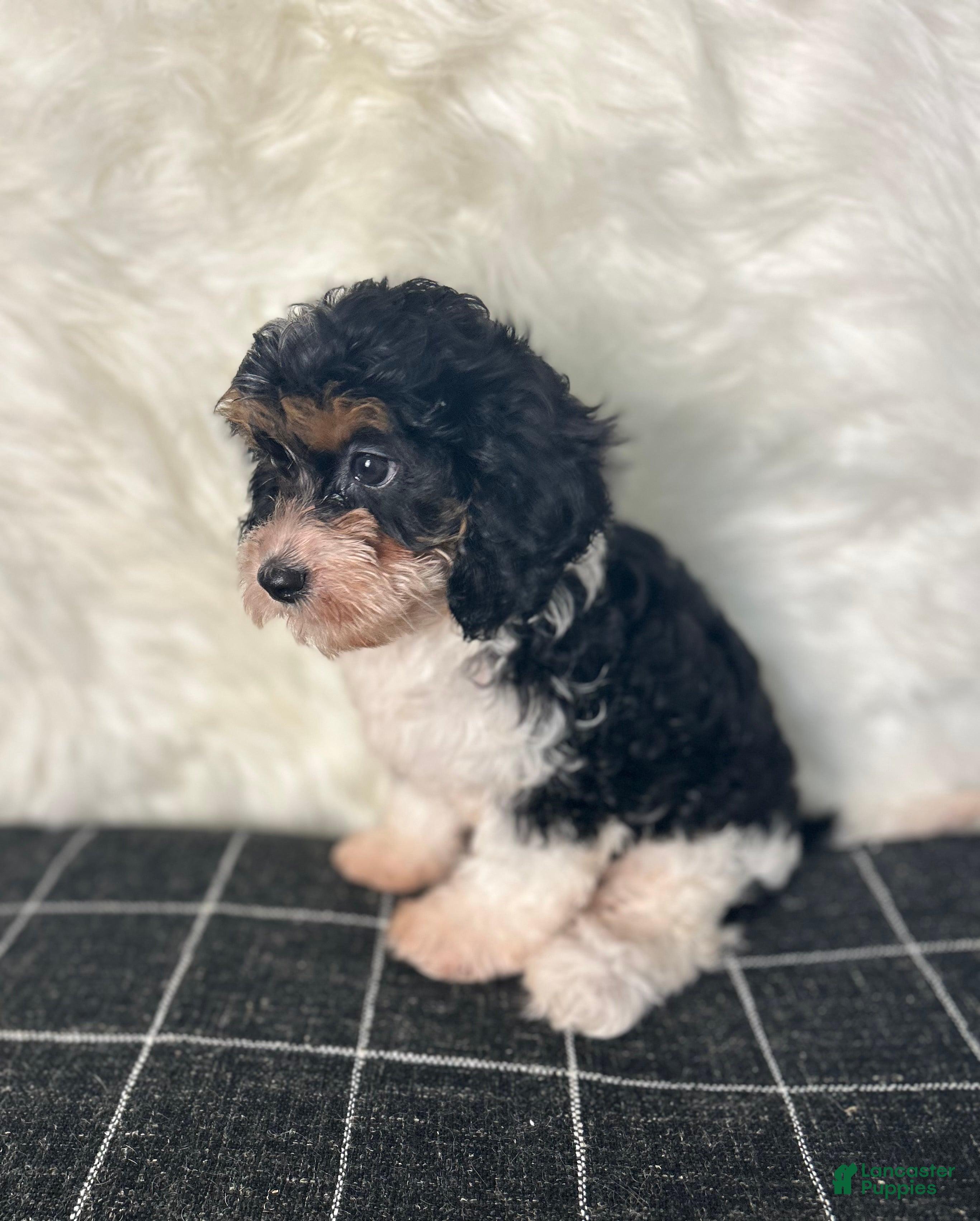 Cavapoo Puppies for sale in Missouri Lancaster Puppies