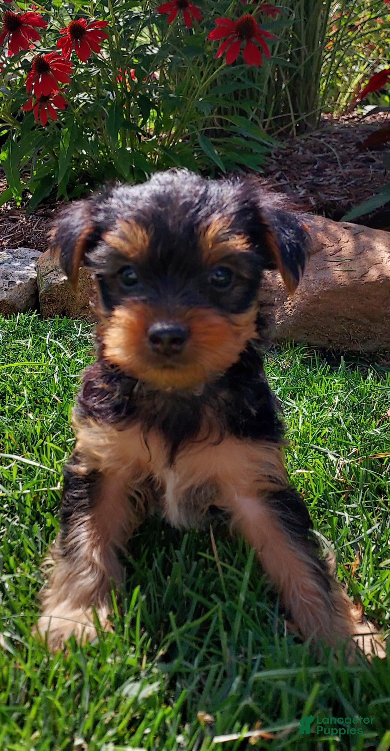 Yorkshire Terrier dogs Carson - Ad 2