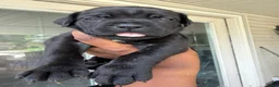 Cane Corso dogs for sale: Cane Corso Puppy 5 - Ad 57