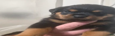 Rottweiler 2