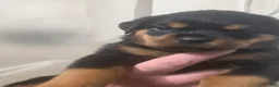 Rottweiler dogs for sale: Rottweiler 2 - Ad 1