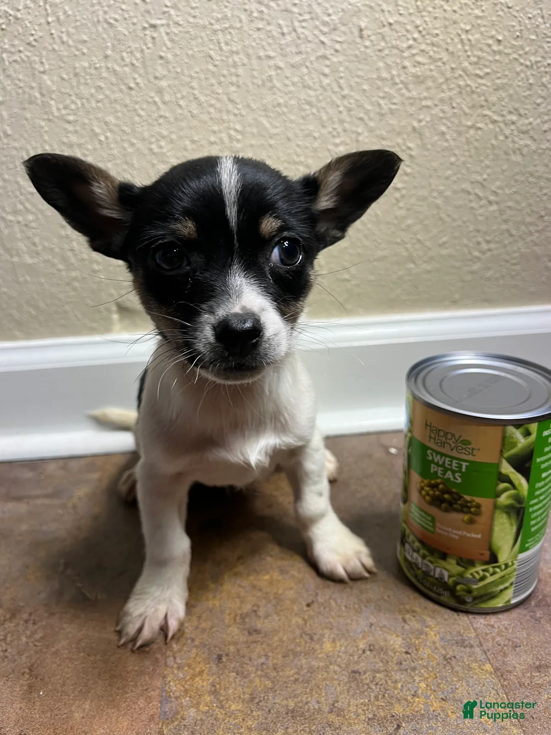 Chihuahua dogs for sale: Shadow - Ad 2