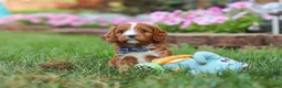 Cavapoo dogs for sale: Ace - Ad 3