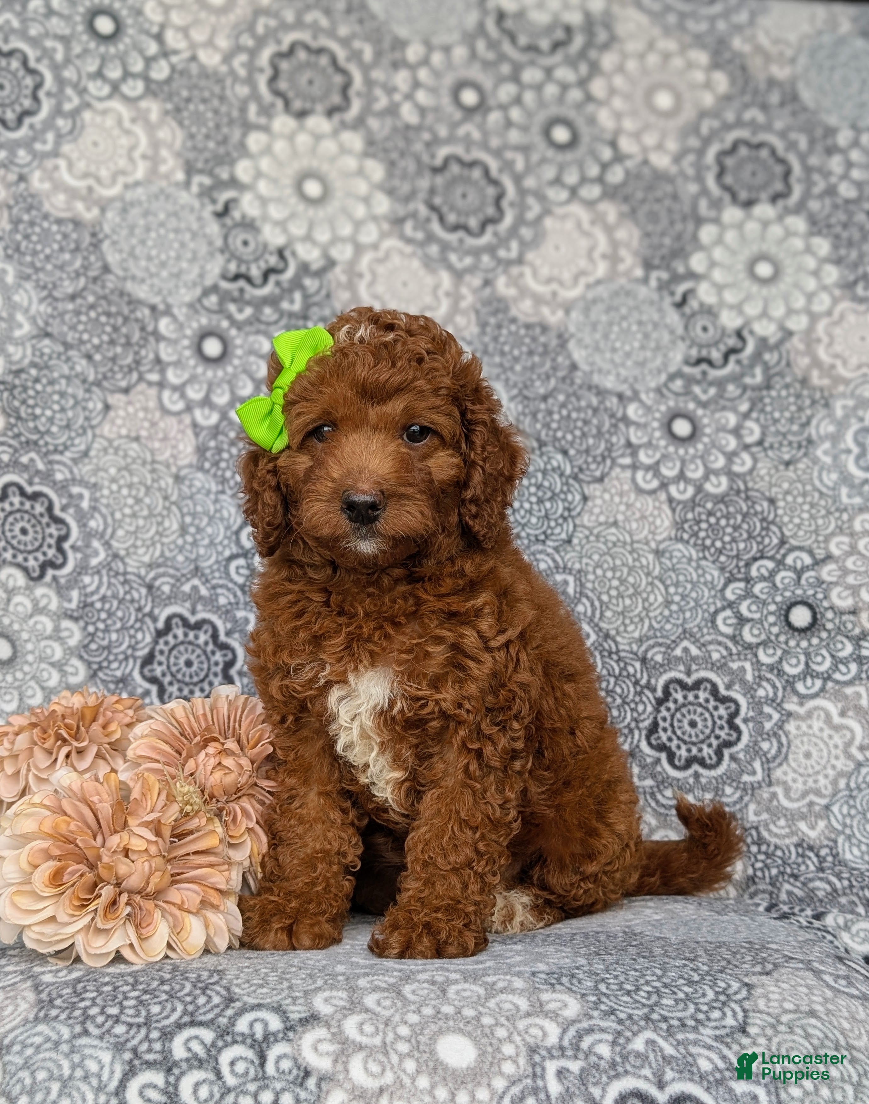 Mini Goldendoodle dogs Tessa 9 lbs Full Grown - Ad 1