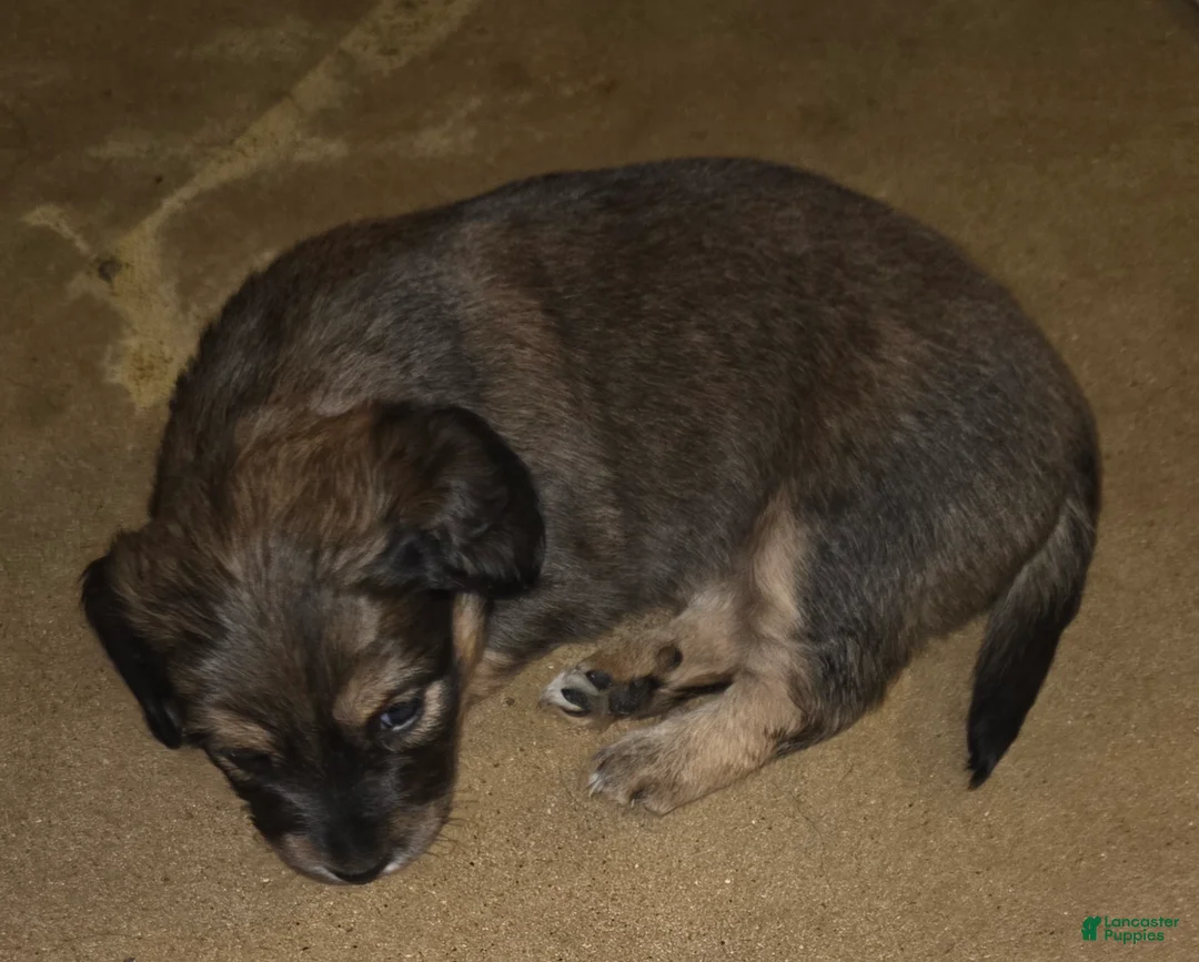 Dachshund dogs for sale: Dachshund Puppy 1 - Ad 2