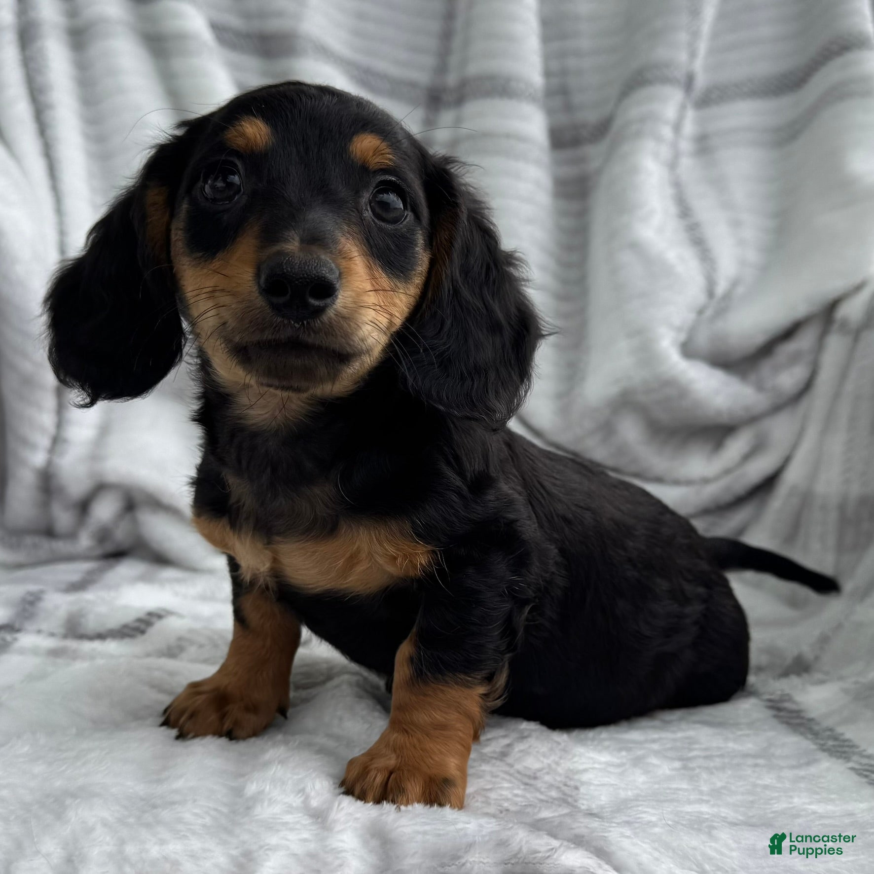 Dachshund dogs Dirk - Ad 1
