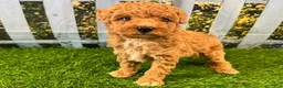 Maltipoo dogs for sale: Reba - Ad 2