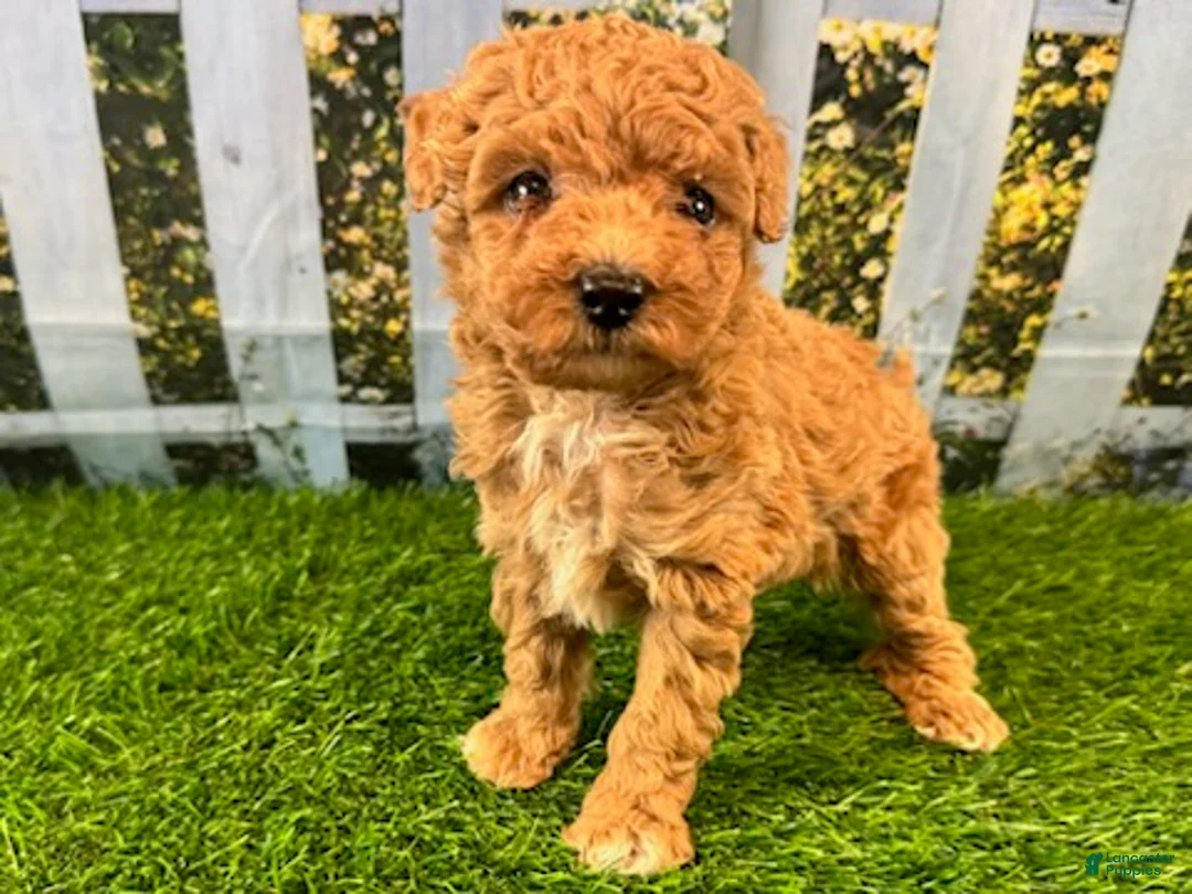Maltipoo dogs for sale: Reba - Ad 2