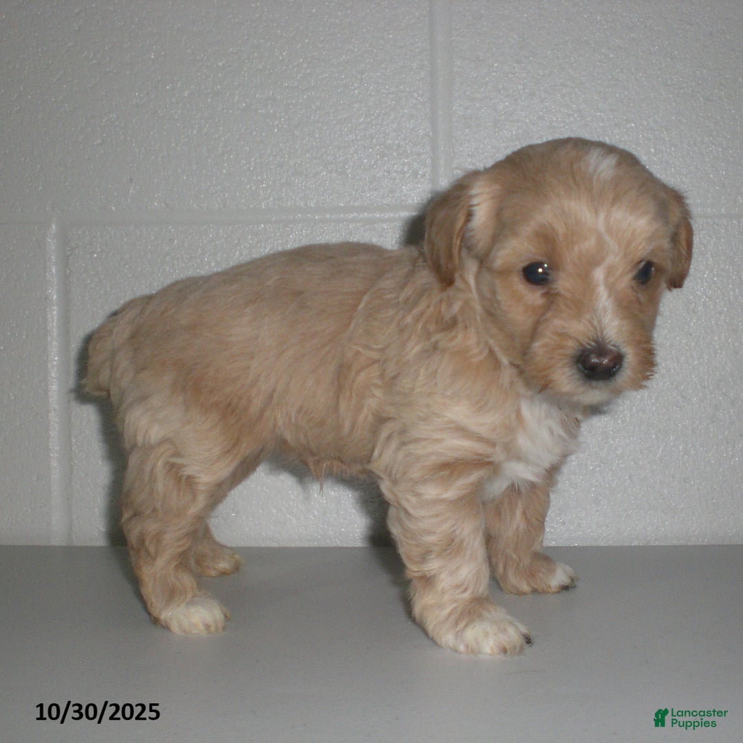 Yorkiepoo dogs for sale: Amber - Ad 25