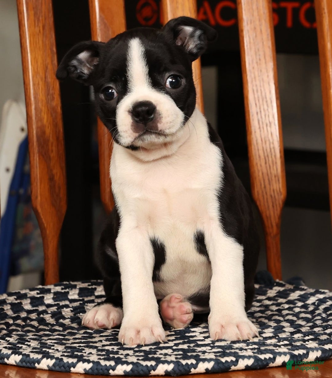 Boston Terrier dogs for sale: Jody - Ad 7