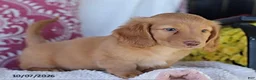 Miniature Dachshund dogs for sale: Marco - Ad 5