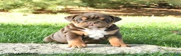English Bulldog dogs for sale: Dixie - Ad 4