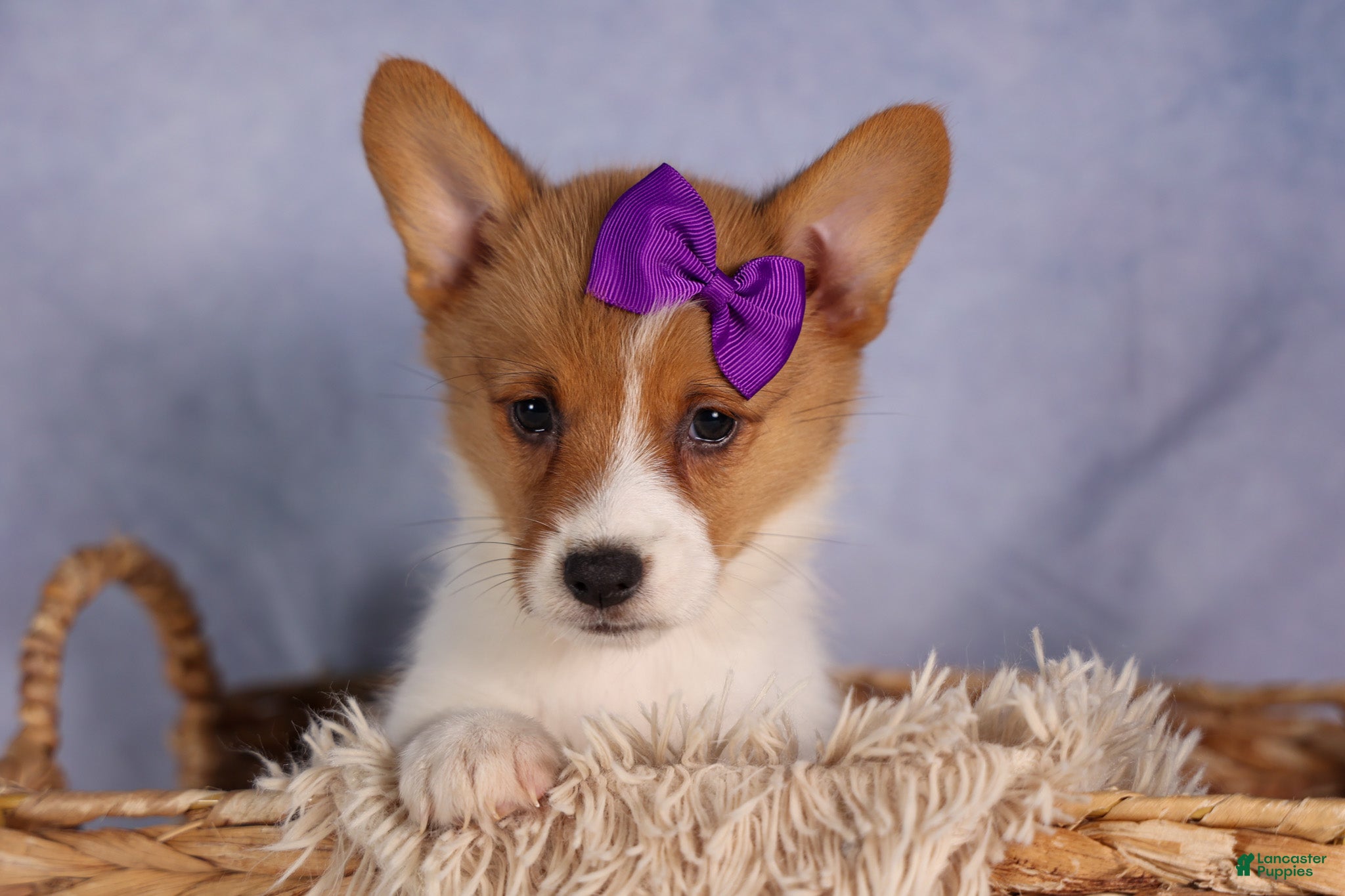 Welsh Corgi Pembroke dogs Bambi🎀 - Ad 1