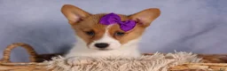 Welsh Corgi Pembroke dogs for sale: Bambi🎀 - Ad 1