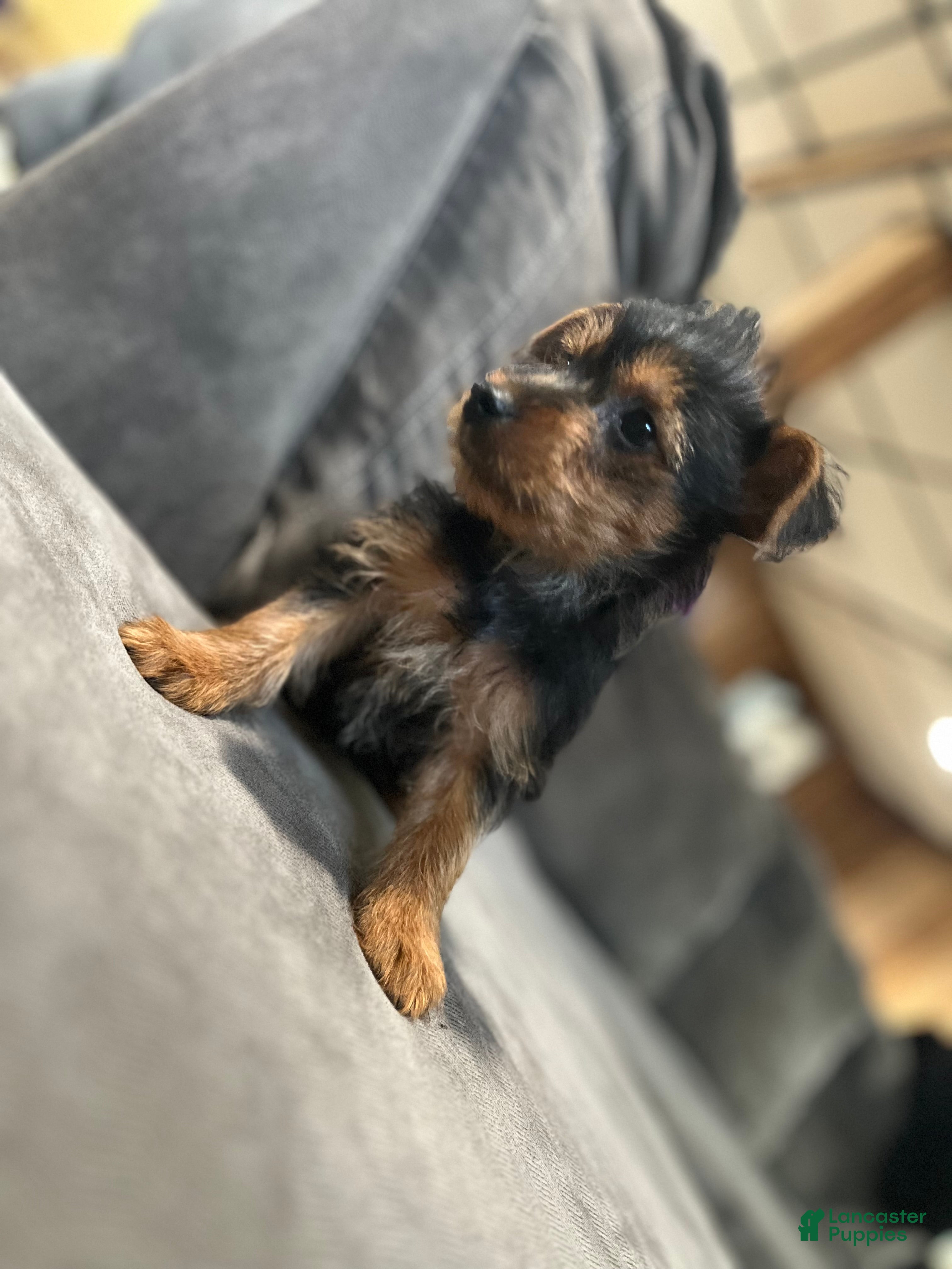 Yorkshire Terrier dogs Yorkshire Terrier Puppy 3 - Ad 3