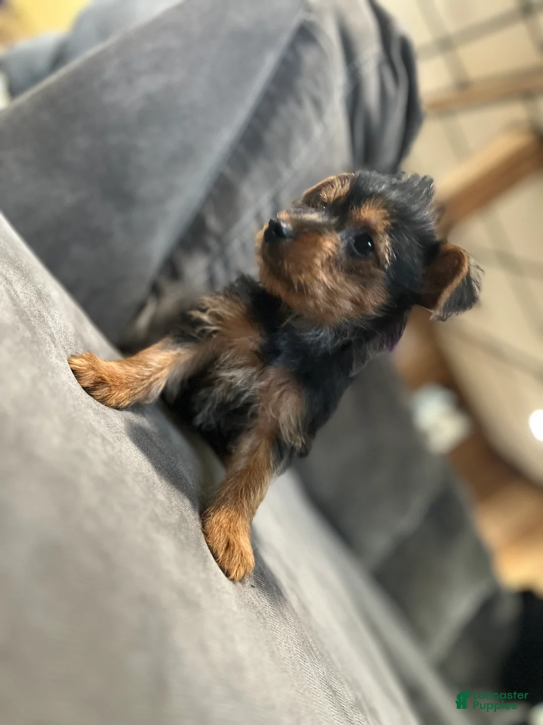 Yorkshire Terrier dogs for sale: Yorkshire Terrier Puppy 3 - Ad 1