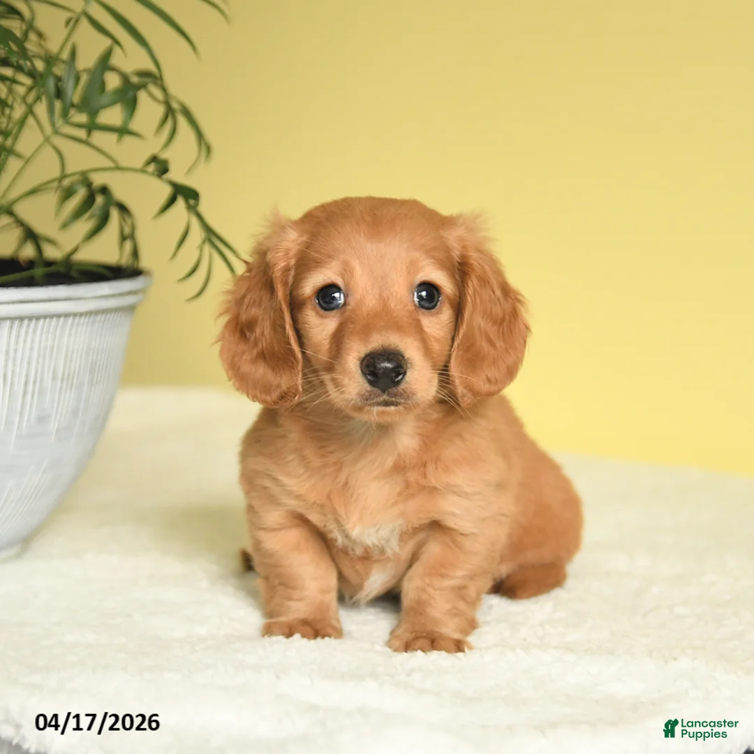 Miniature Dachshund dogs for sale: Jay - Ad 2