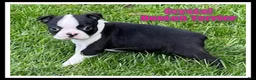 Boston Terrier dogs for sale: Crystal - Ad 1