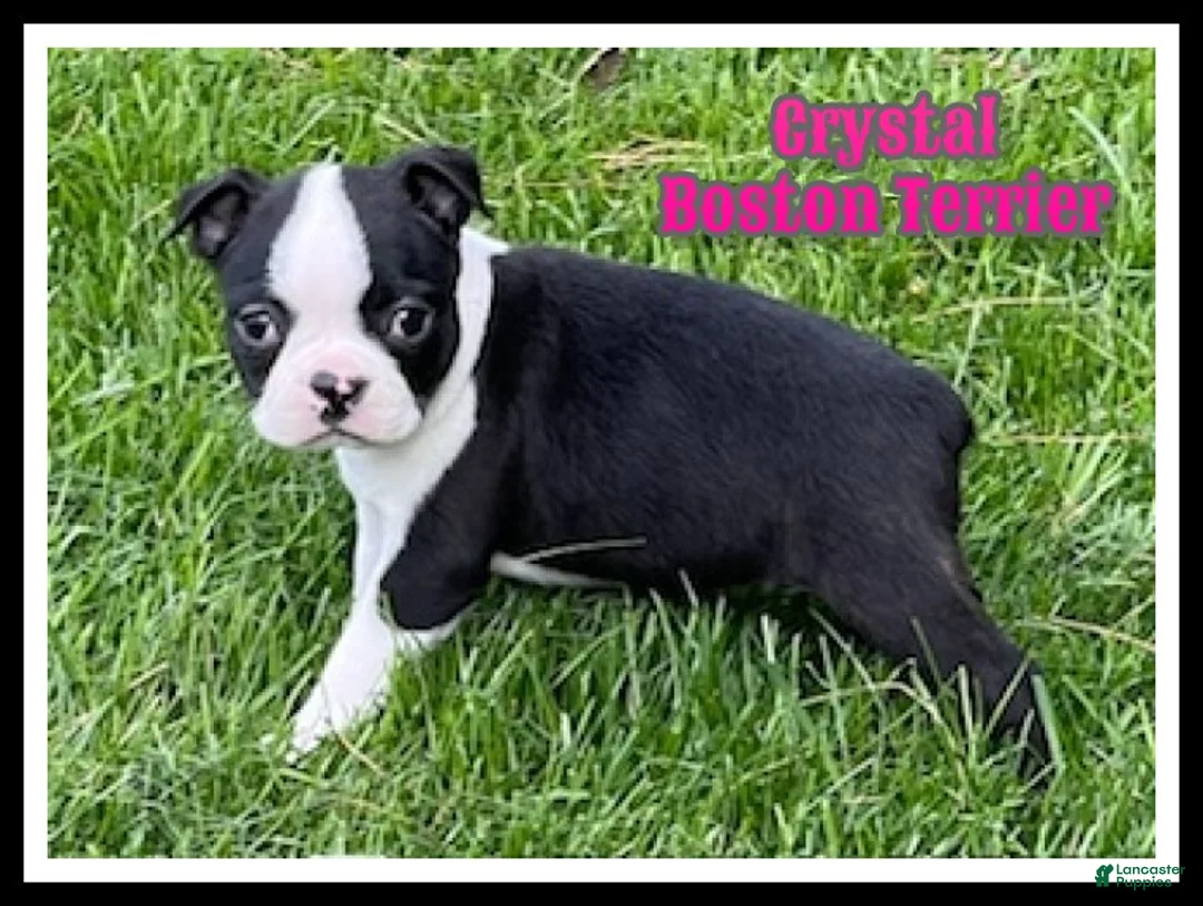 Boston Terrier dogs for sale: Crystal - Ad 1