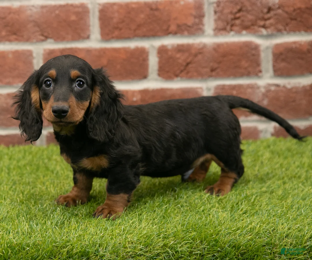 Miniature Dachshund dogs for sale: Harry - Ad 6