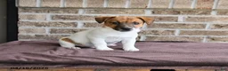 Jack Russell Terrier dogs for sale: Chief  - Ad 3