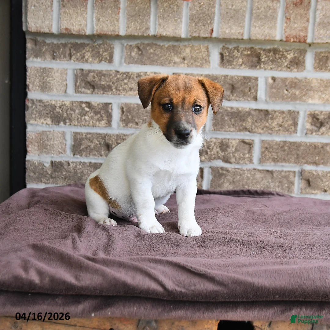 Jack Russell Terrier dogs for sale: Chief  - Ad 3