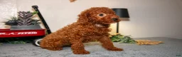 Miniature Poodle dogs for sale: Harmony - Ad 3