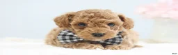 Toy Poodle dogs for sale: Clay - Ad 5