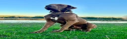 Great Dane dogs for sale: Euro Sterling  - Ad 10