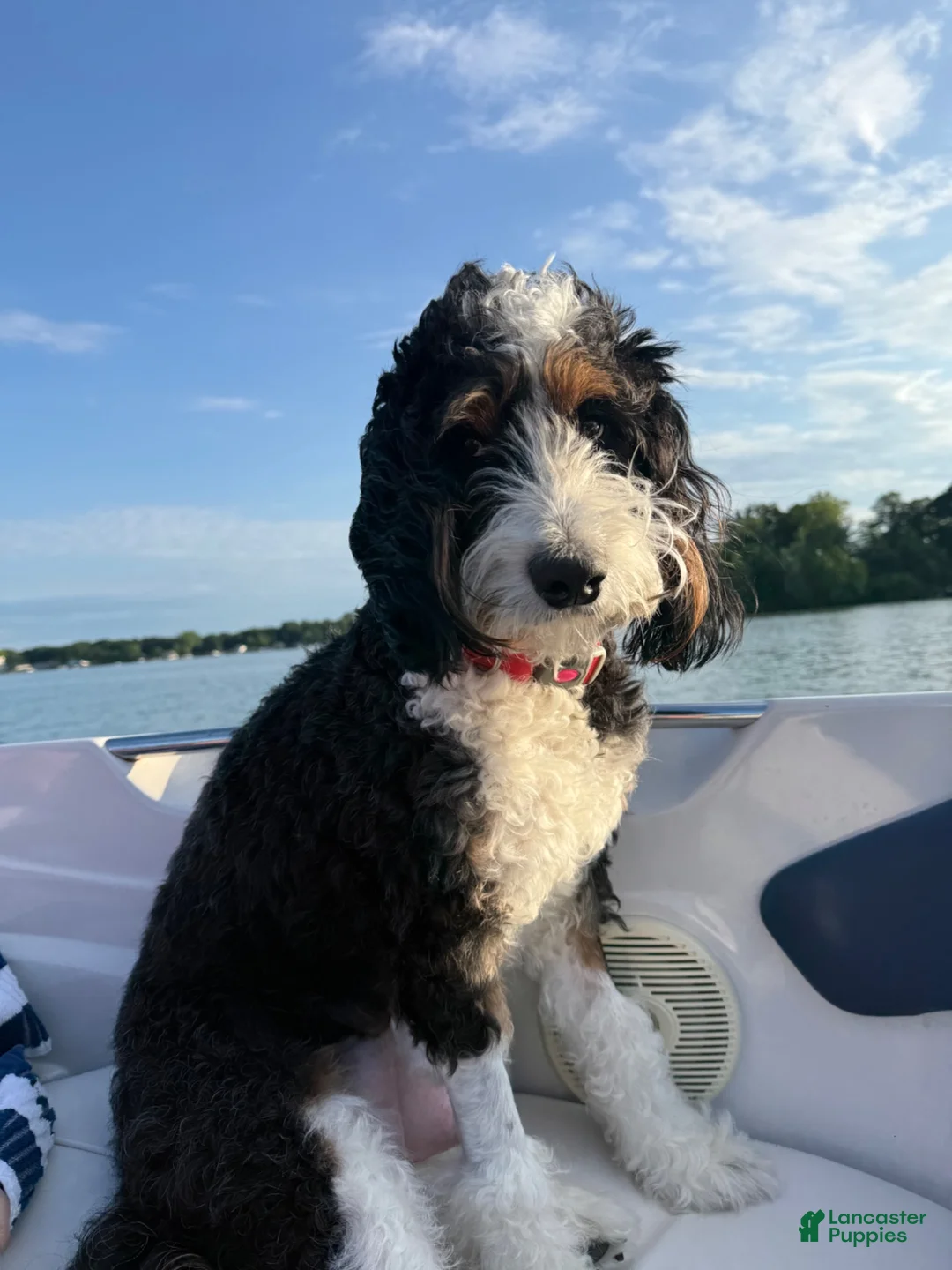 Bernedoodle dogs for sale: Cocoa - Ad 2