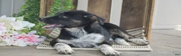 Mixed Breed dogs for sale: Blake - Ad 6
