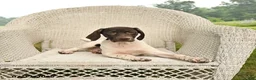 German Shorthaired Pointer dogs for sale: River - Ad 3