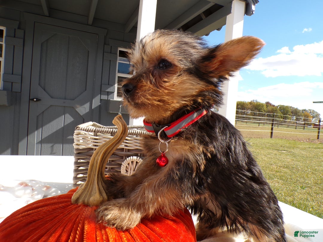 Yorkshire Terrier dogs for sale: Yorkshire Terrier Puppy 4 Milo - Ad 2